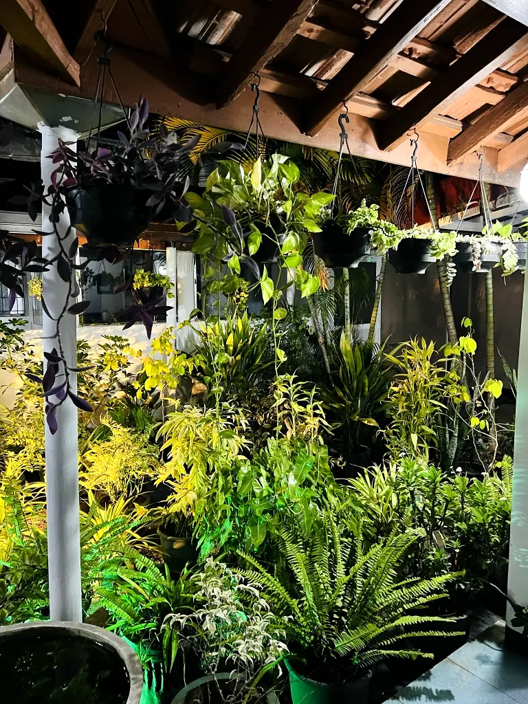 Covered garden walkway with tropical plants